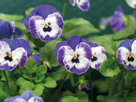 White and purple pansies