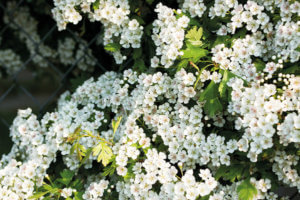 Living Magazines Section of a hawthorn hedge in full blossom