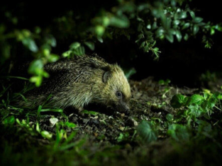 Wild Patches for Hedgehogs Campaign