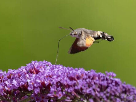 Living Magazines Wild Snaps Photograpgy Competition