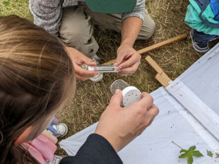 Living Magazines Wildfest Children's nature activity