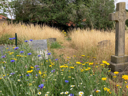 Living Magazines Wildflowers at Rectory Lane Cemetery