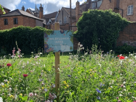 Wildflowers in Gadebridge Park