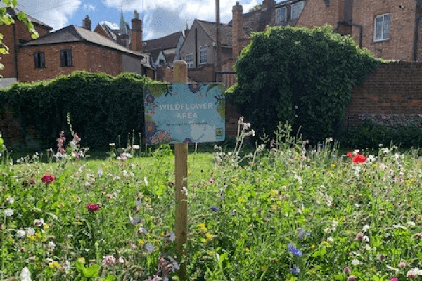Wildflowers in Gadebridge Park