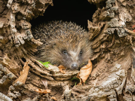 Living Magazines Wildlife Friendly Bonfire Night hedgehog credit Anne Coatesy Shuttershock