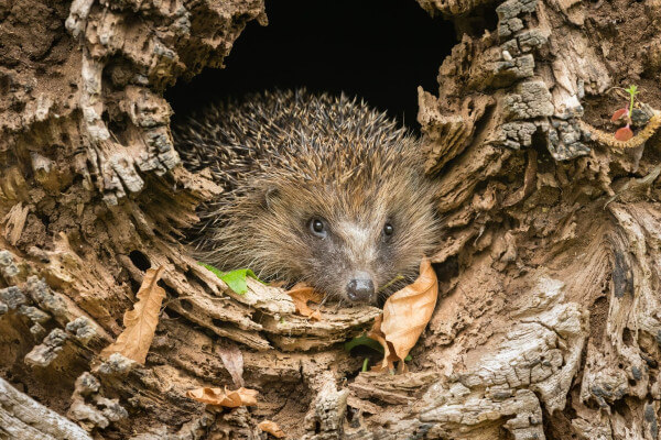 Living Magazines Wildlife Friendly Bonfire Night hedgehog credit Anne Coatesy Shuttershock