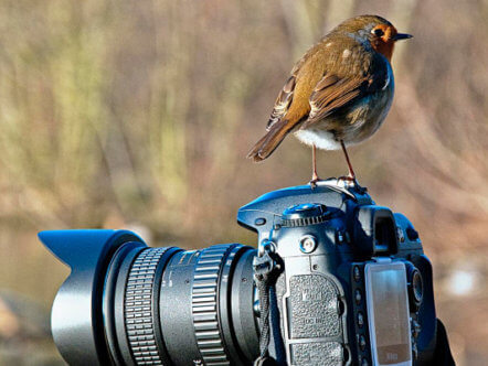 Wildlife photography competition Bird_on_camera_c_Chris_Maguire
