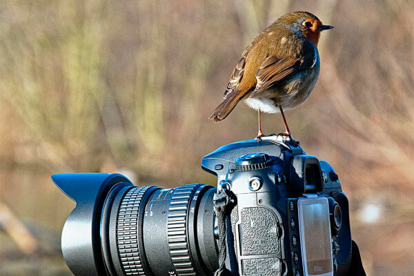 Wildlife photography competition Bird_on_camera_c_Chris_Maguire