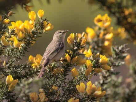 Willow warbler (Phylloscopus trochilus) foraging among gorse