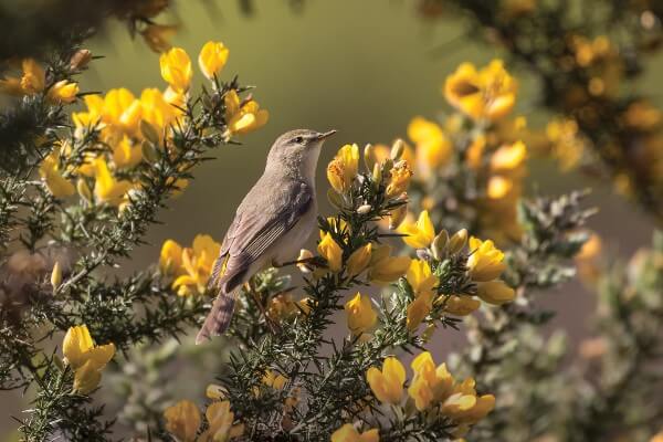 Willow warbler (Phylloscopus trochilus) foraging among gorse