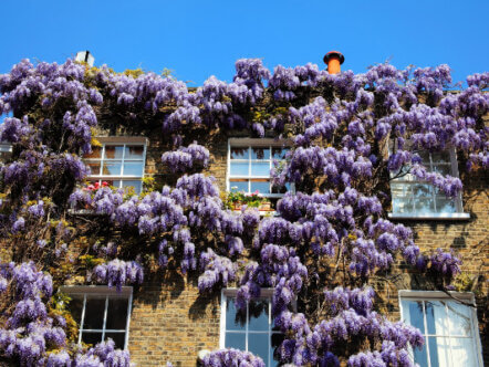 Wisteria growing on house