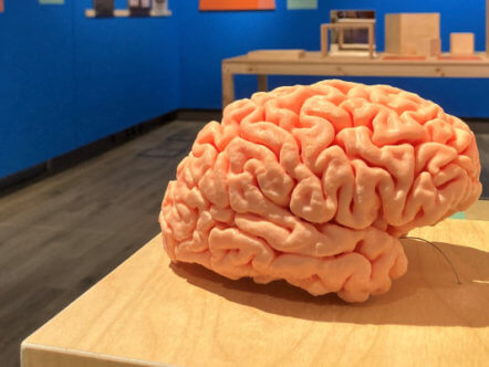 Living Magazines Your Amazing Brain