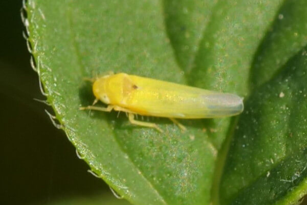 Zygina hyprici © Ian Carle