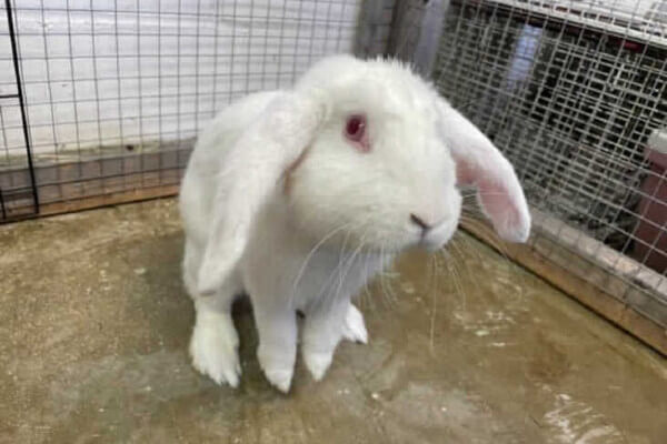 Living Magazines abandoned rabbits