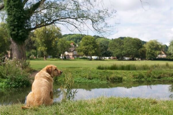 Living Magazones Box Moor Trust Consultation