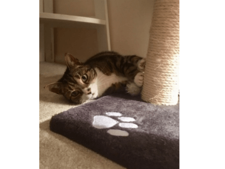 Living Magazines Cats Protection Angus