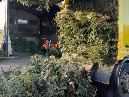 Living Magazines christmas-tree-recycling