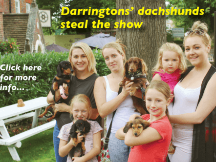 Berkhamsted and Tring Living Magazines Dachshunds at dog show