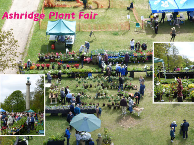 Berkhamsted and Tring Living Magazines Ashridge plant fair
