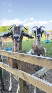 Living Magazines Bucks goat centre