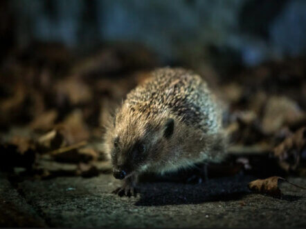 A native hedgehog. Credit Christopher Morgan