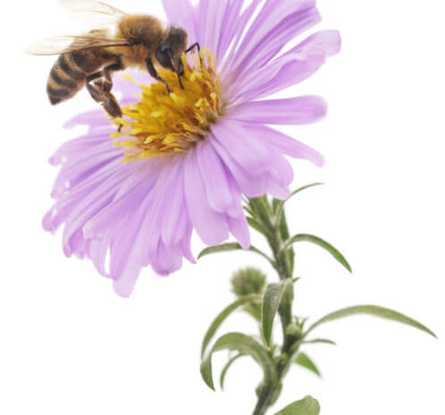 Berkhamsted and Tring Living Magazines Honeybee and blue flower head isolated on a white background