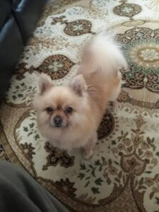 Living Magazines Benny stolen PomeranianLiving Magazines Benny stolen Pomeranian