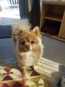 Living Magazines Benny stolen Pomeranian