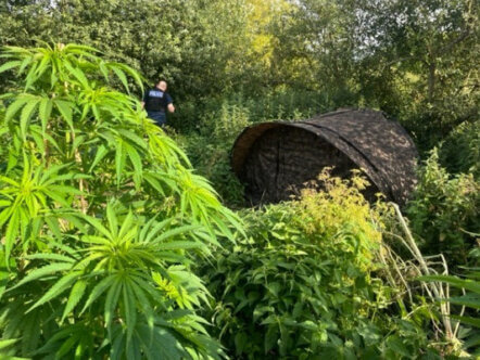 Living Magazines Tring cannabis farm