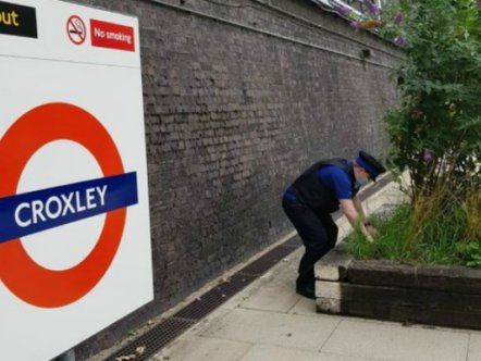 Living Magazines Knife amnesty results