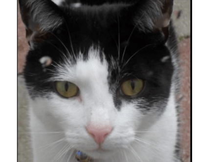Living Magazines Cats Protection Hemel Hempstead and Berkhamsted Patch