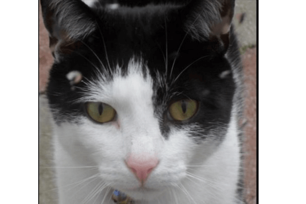 Living Magazines Cats Protection Hemel Hempstead and Berkhamsted Patch
