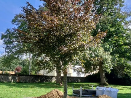 Living Magazines rembrance-tree-planted