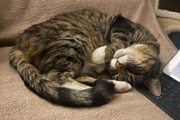 Suki