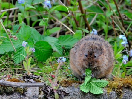 Living Magazines water vole_Credit @CraigJones17 Craig Jones Wildlife Photography