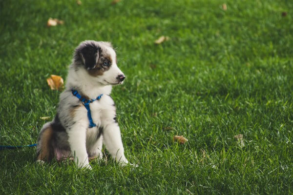 Living Magazines puppy socialising